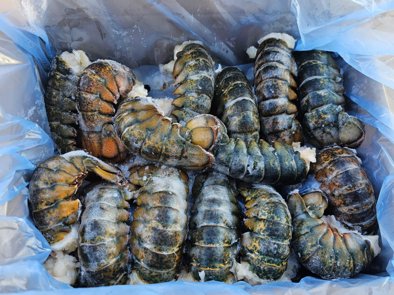 Frozen Lobster