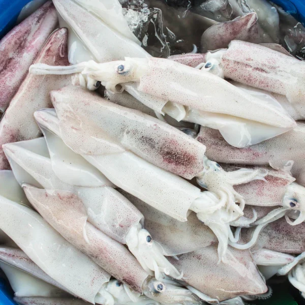 Frozen Squid